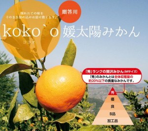 媛太陽みかん
