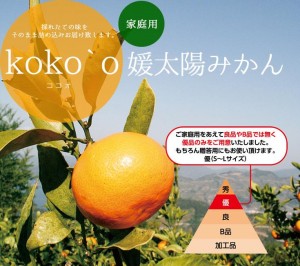 媛太陽みかん