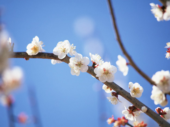 2月は松山城の梅が見ごろです