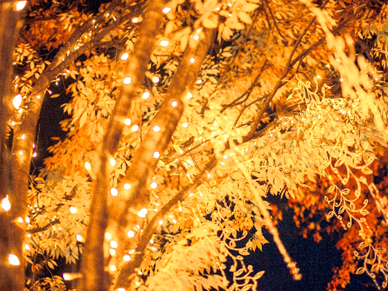 イルミナーレ花園2015 ～光のシンフォニア～
