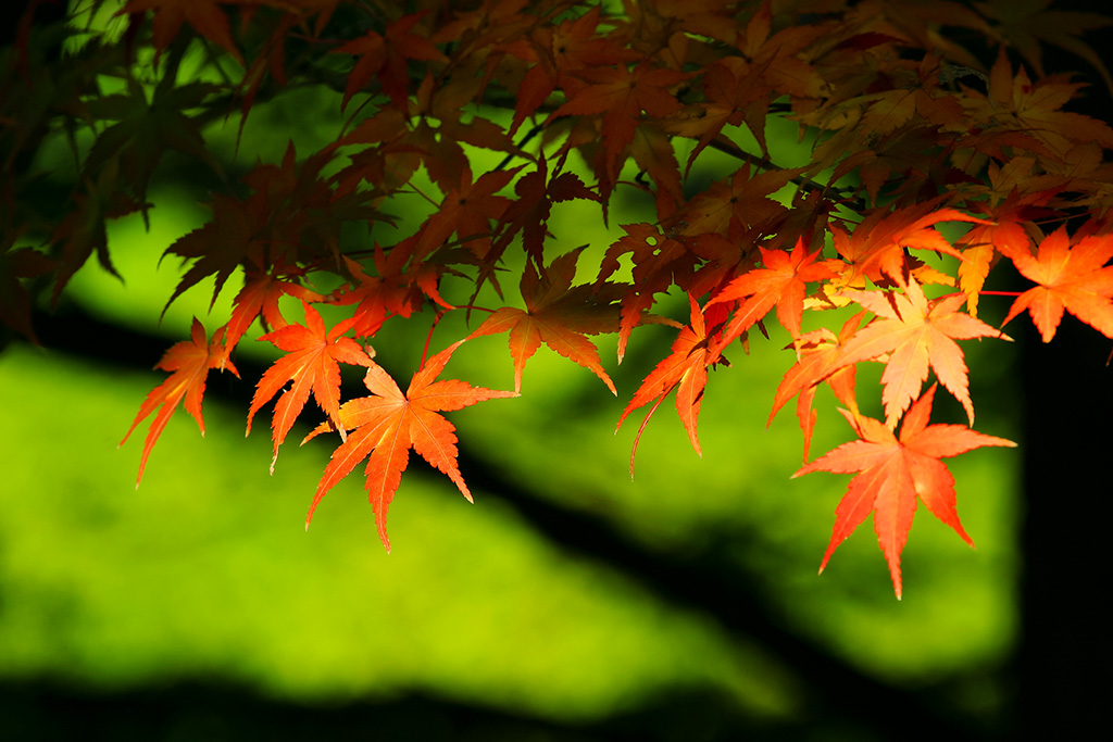 autumn-leaves_00008